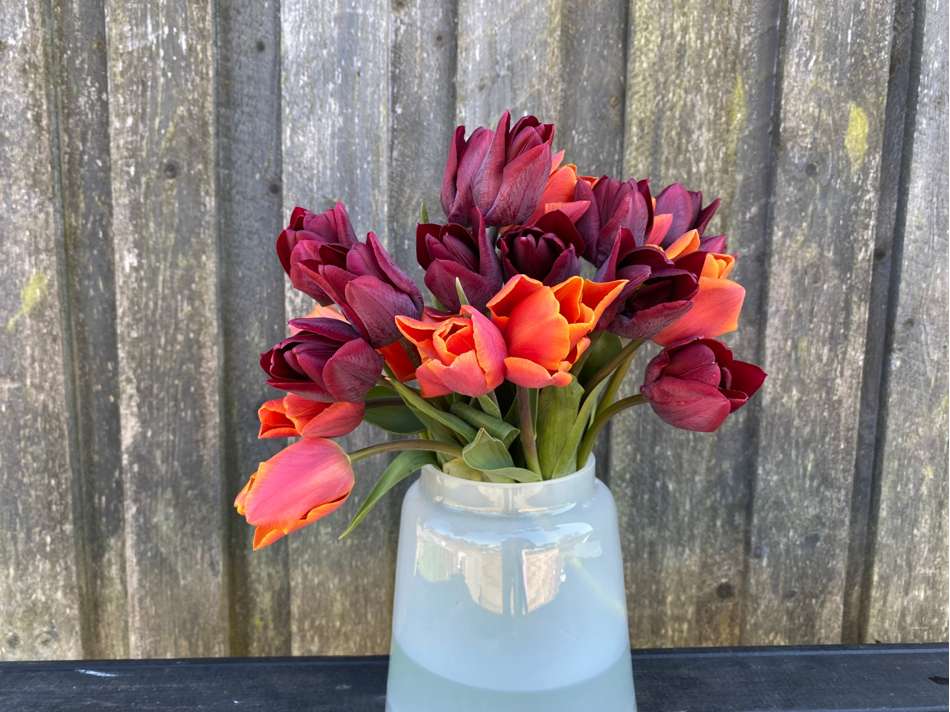 'Hugo' tulpanblandning